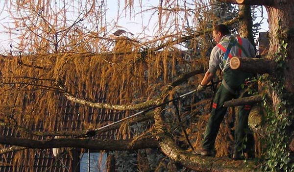 Baum fällen Bäume Rückschnitt schneiden Baumschnitt